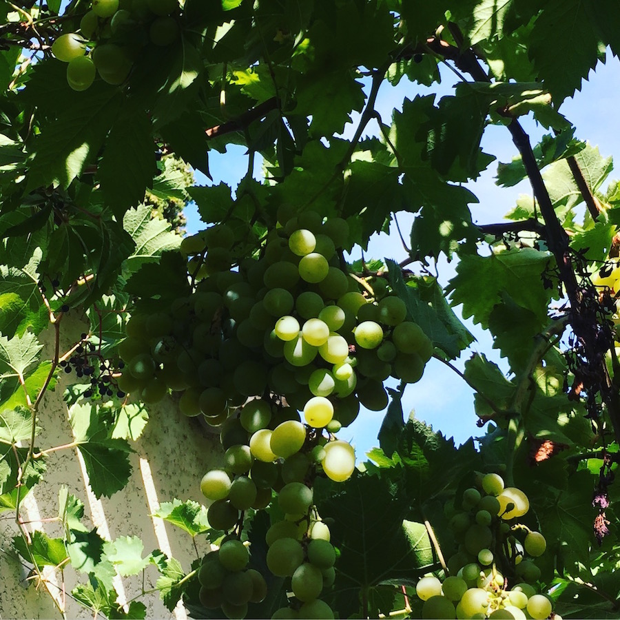 vigne suspendue raisins